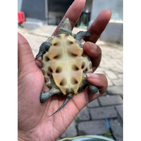 hiasan/mainan kura² ocadia