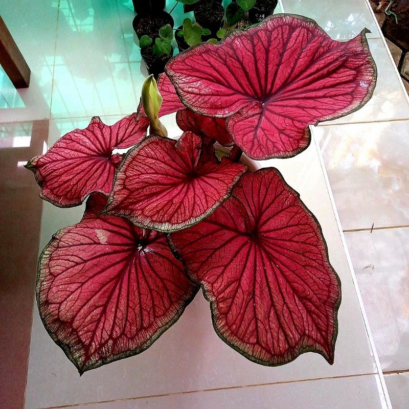 Caladium Red Jaguar Tanaman Keladi Hias Bibit Red Jaguar Murah Merah Ratudaun Nursery