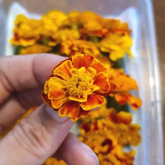 

Edible MARIGOLD Fresh Flower topping makanan (GOJEK/GRAB ONLY)