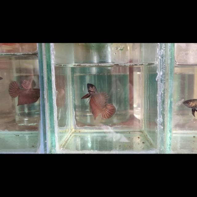 Wild Betta - Smaragdina Copper