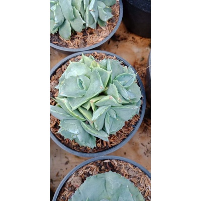 agave shoji raijin klaster