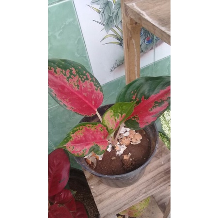 aglonema kocin camelon