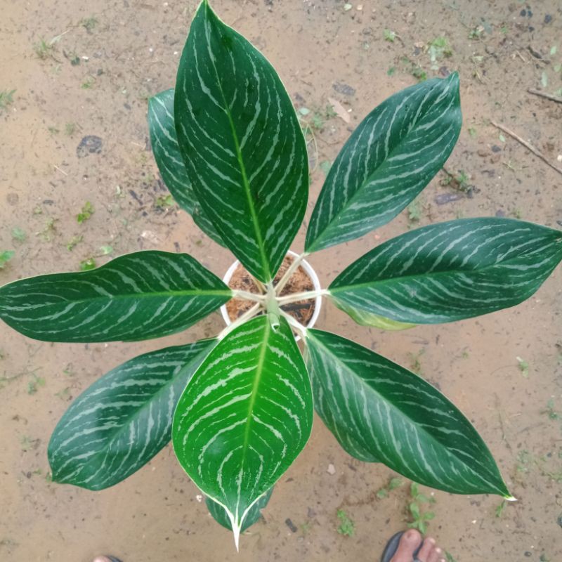 Aglonema australian white