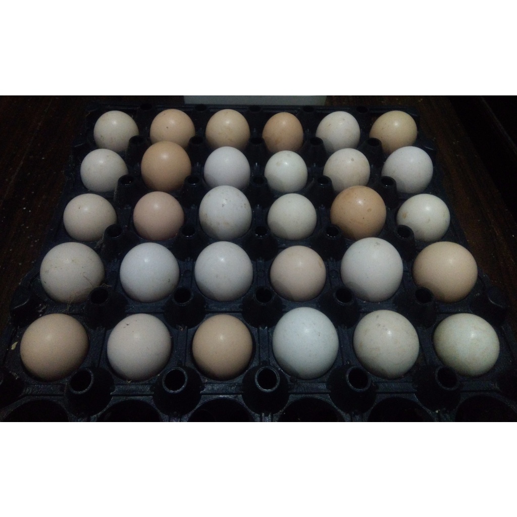 jual telur ayam arab fertil