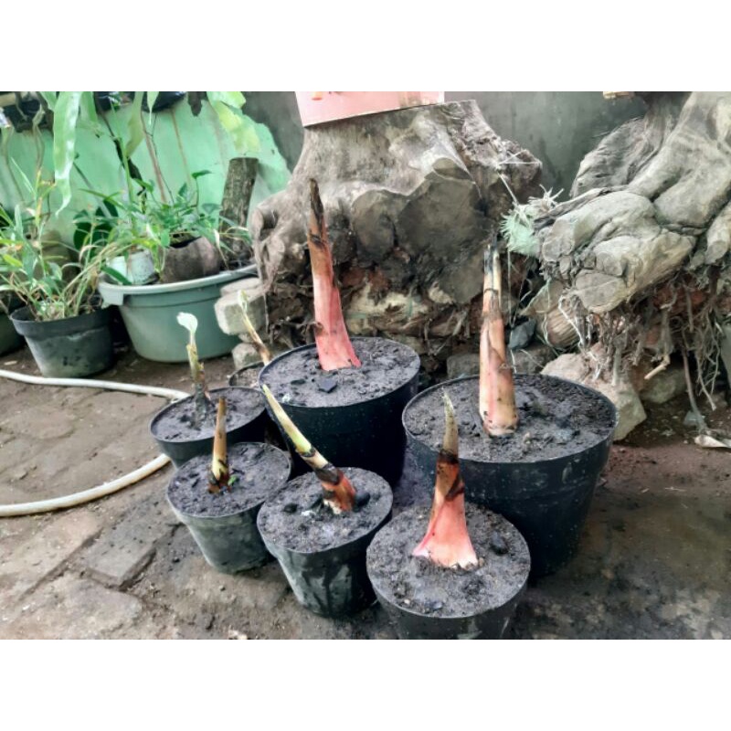 pisang varigata florida