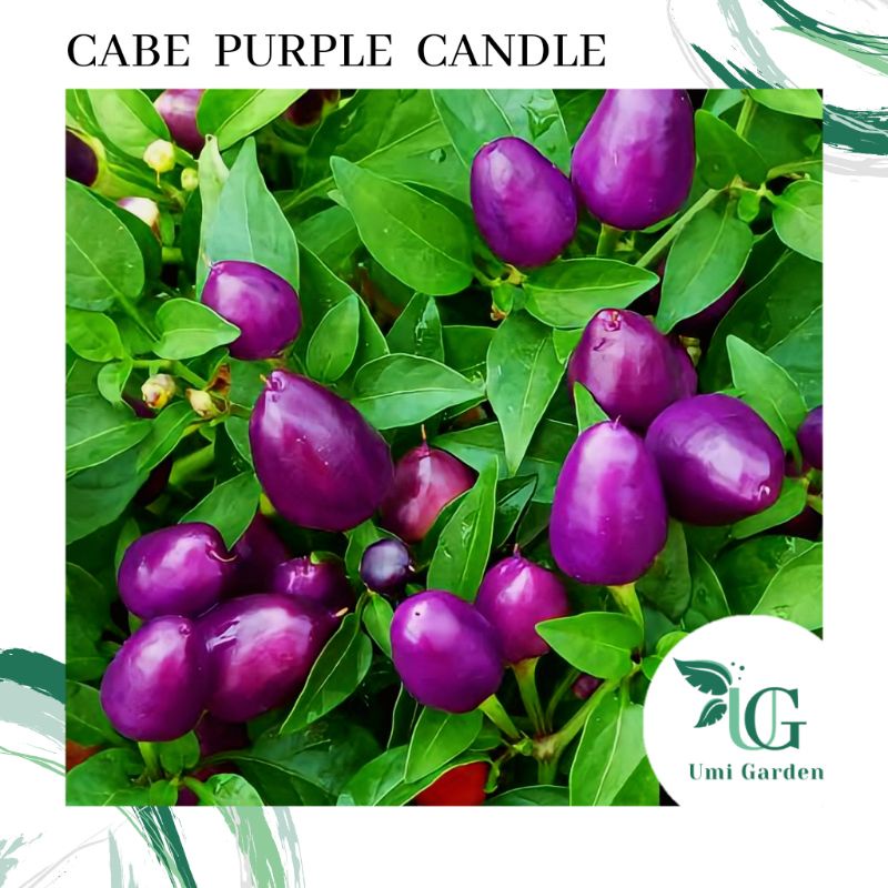 4 Biji benih Cabe Purple Candle Tanaman Cabe Hias Ornamental Pepper