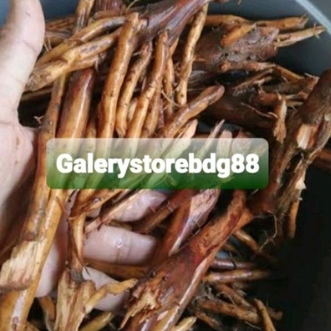 

Akar pinang akar pohon pinang segar asli 500 gram-az