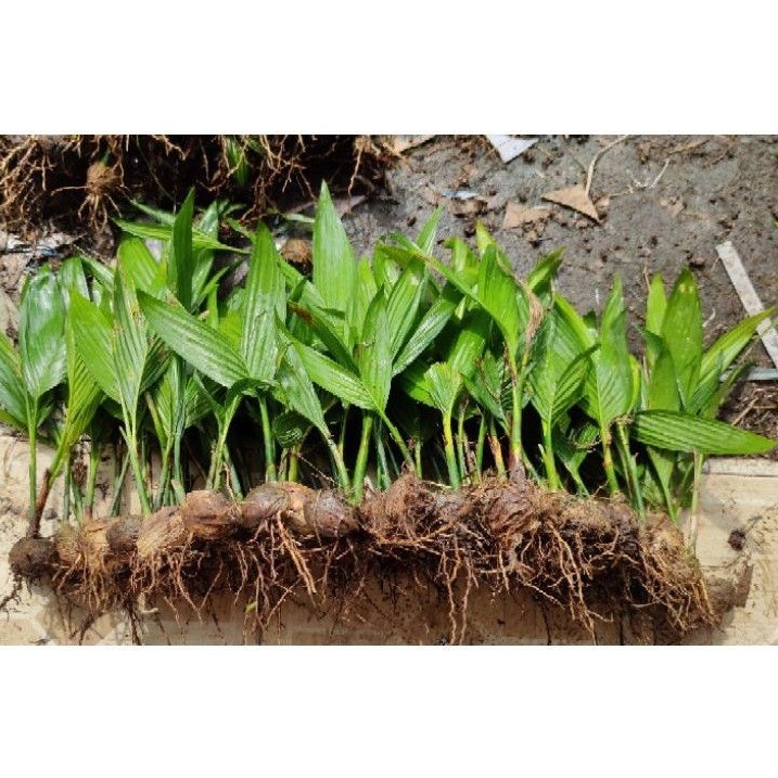 Pinang Siap Tanam/ Pinang Siap Tanam Betara Polybag Cabut/ Bibit Pinang Betara/ Bibit Unggul Pinang