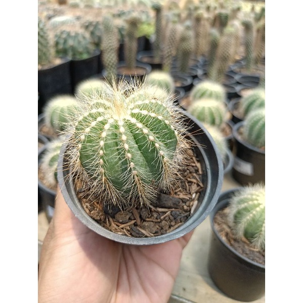 Kaktus Noto | Noto Kaktus