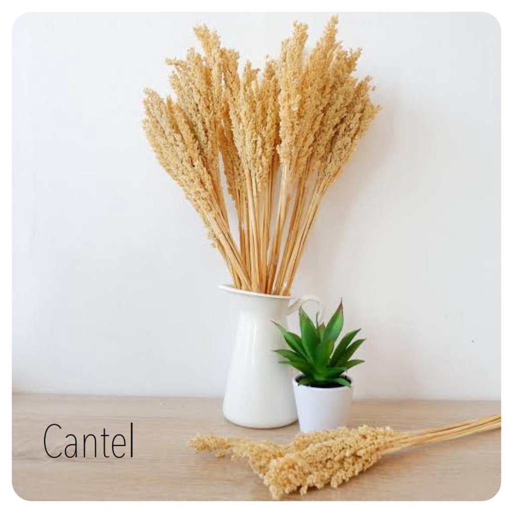 bunga kering bunny tail lagurus dried flower IMPORT