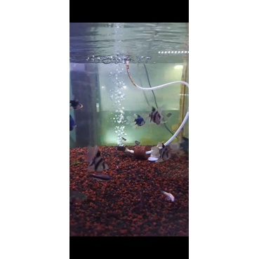 ikan sumatra balon slayer (pesenan bang radit)