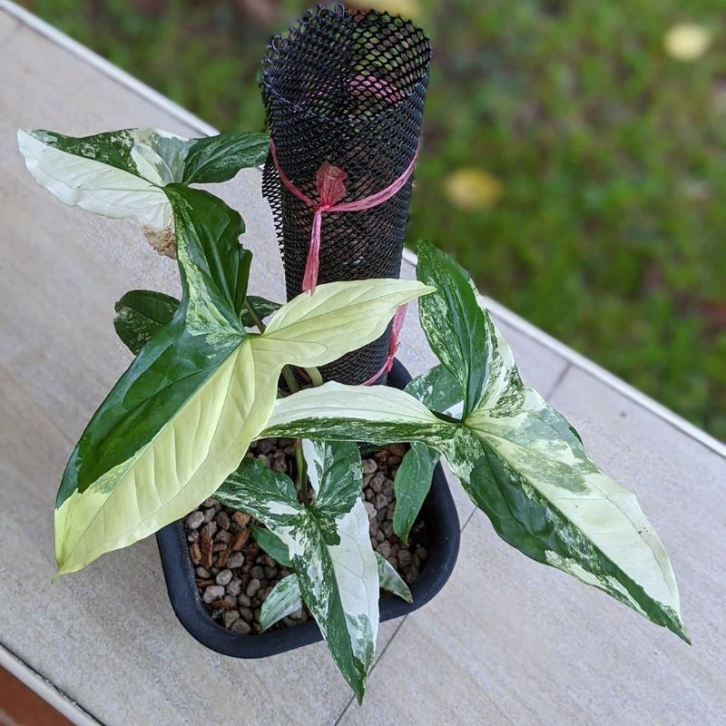 Syngonium Podophyllum Albo Variegata / Syngonium Albo Variegata / Syngonium Variegata