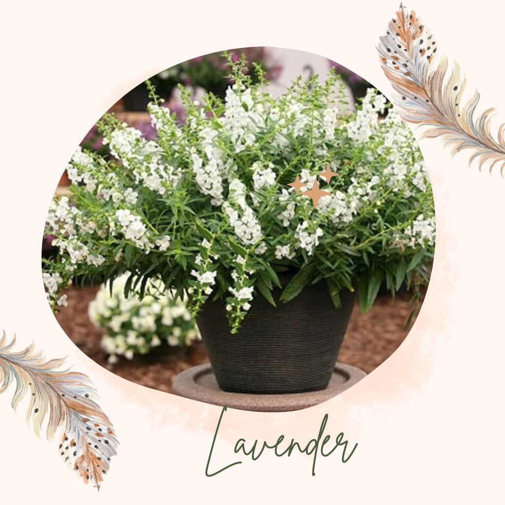 Tanaman Hias Lavender Pengusir Nyamuk Bunga Lavender Pengusir Nyamuk Lavender Putih