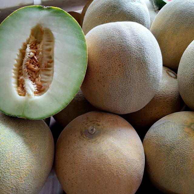 Melon madu ngawi