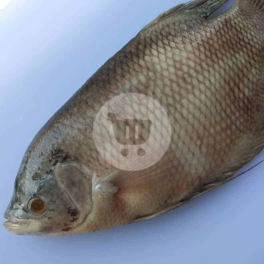 

Ikan Gurame Segar 1 kg