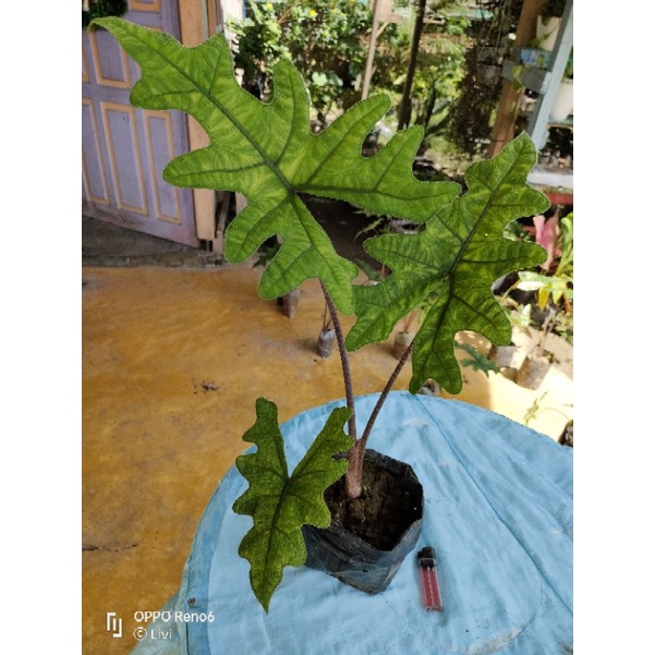 Alocasia Tandu rusa jacklyn SP sulawesi tanaman khas viral