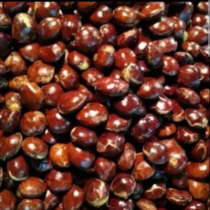 

jengkol