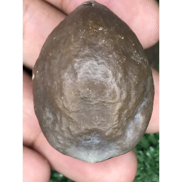 Muncang adu jenis jawa sasab