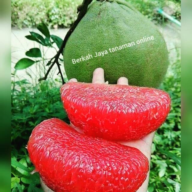 Bibit Buah JERUK BALI SUPER MERAH