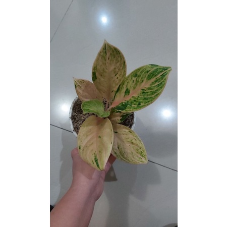 Aglonema Obama