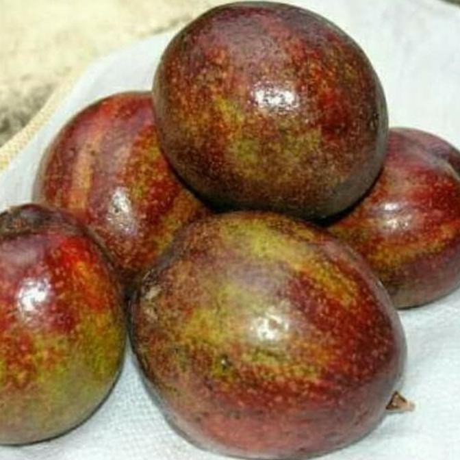 Bibit Buah Alpukat Mentega Merah