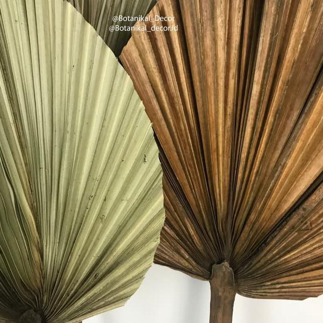 Promo Akhir Tahun Dried Palm Leaves Mini Bentuk Hati Kipas  