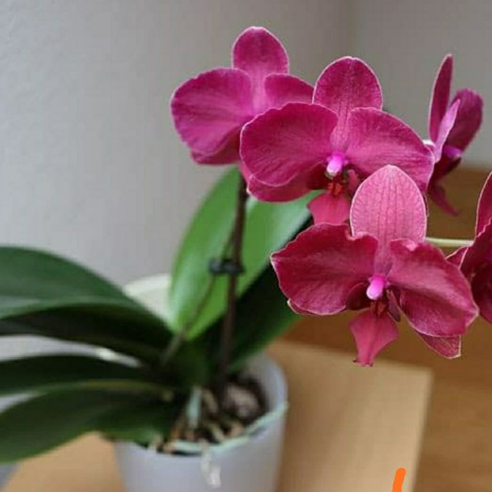 Tanaman Anggrek Bulan Murah Shopee Indonesia