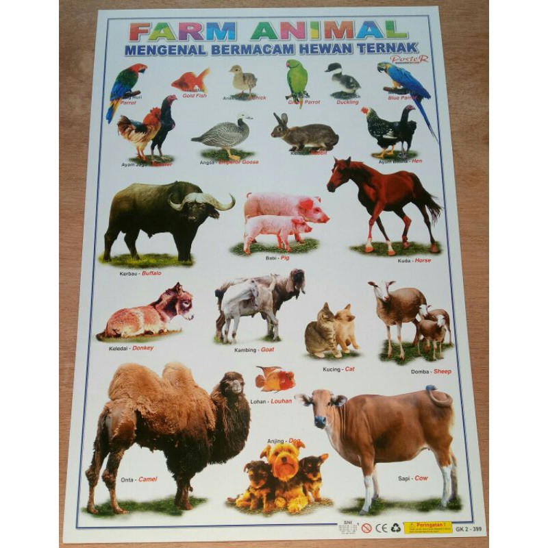 POSTER HEWAN TERNAK/PELIHARAAN