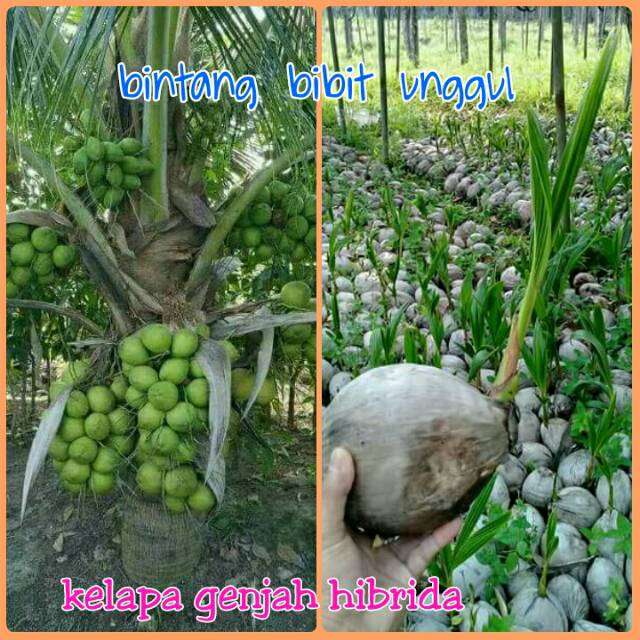 Bibit kelapa genjah hibrida