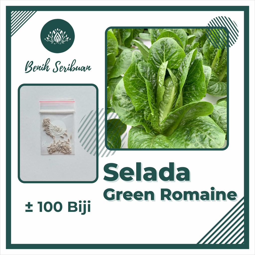 100 Bibit Selada Romaine Hijau Benih Sayuran Selada Lettuce Green Romaine Sayur Known You Seed