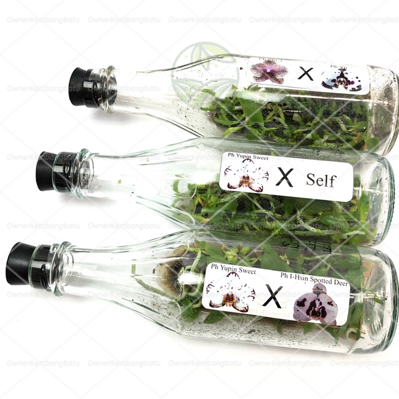 BIBIT ANGGREK BULAN BOTOL HYBIRD | ANGGREK BULAN BOTOLAN HYBIRD