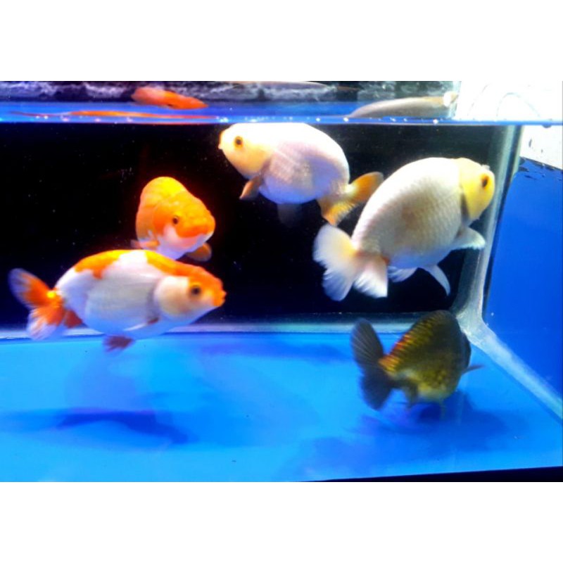 MAS KOKI RANCHU BUFFALO
