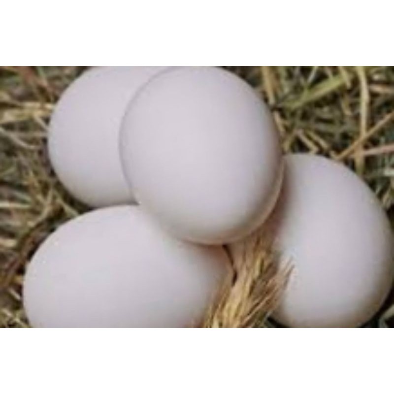 

telur ayam kampung