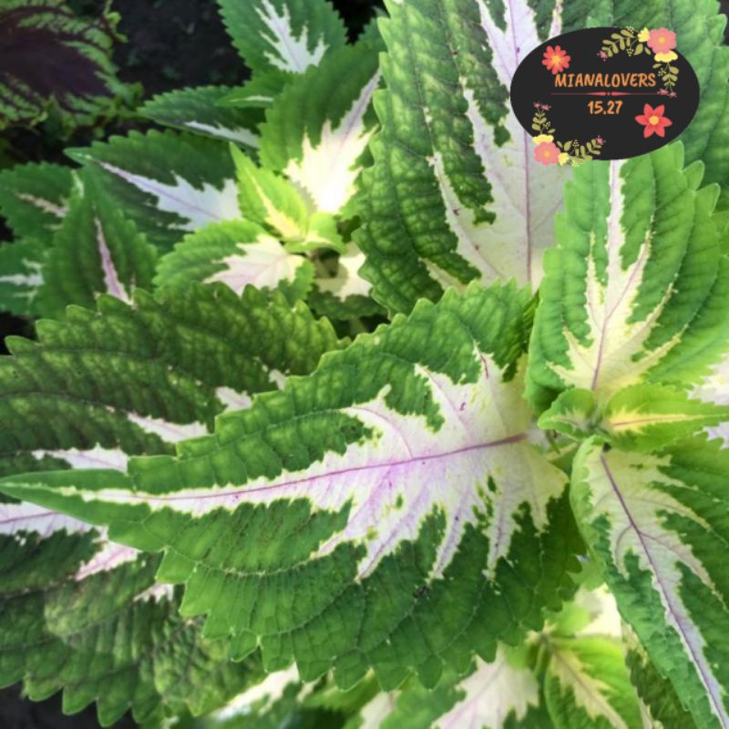 Paket Tanaman Miana Dapat 20 Jenis & Warna (Pilih)