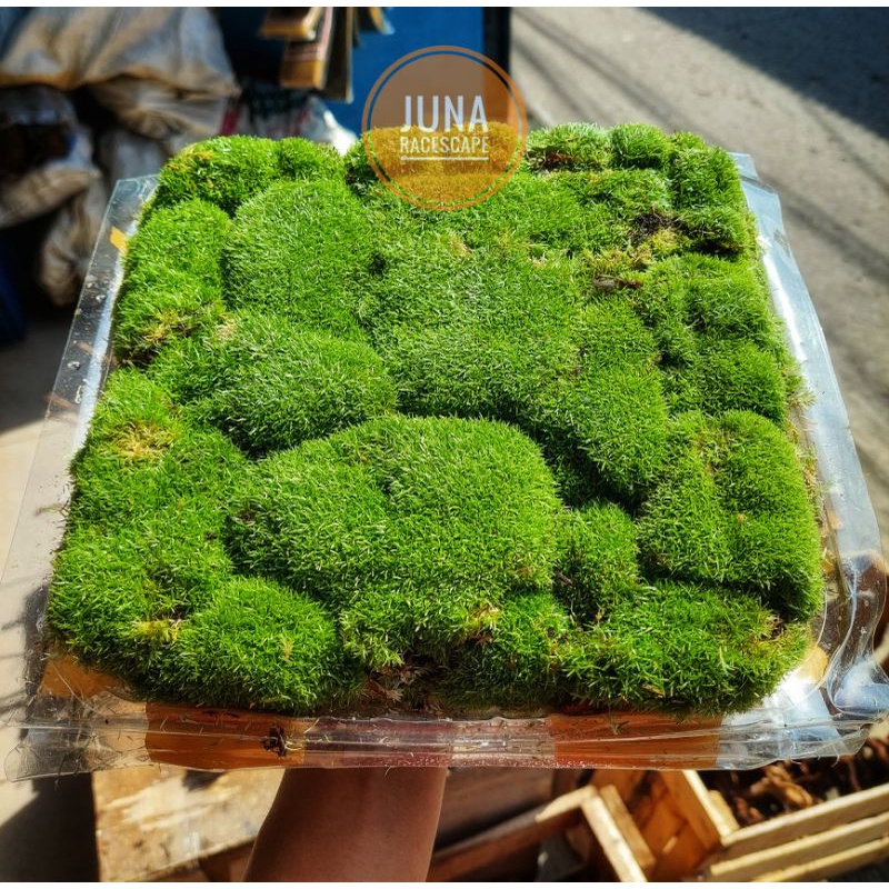 MOSS MUTIARA (MURAH 5 BONUS 1) MOSS DARAT, PALUDARIUM, TERARIUM, VIVARIUM MOSS KUALITAS TERBAIK HIJA