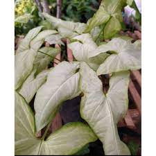 Tanaman Hias Syngonium Podophylum White Tisue