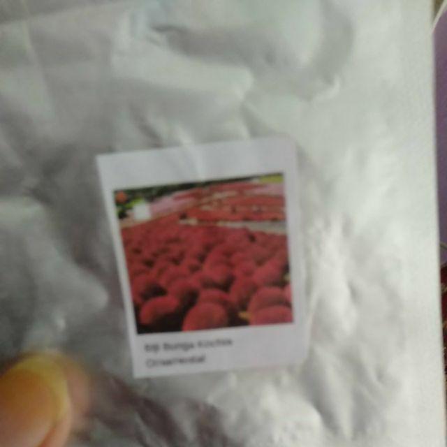 Biji Bunga Kochia Merah Import (kochia Scoparia Red)