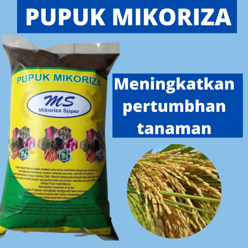 Pupuk Mikoriza Plus, Mikoriza Untuk Padi