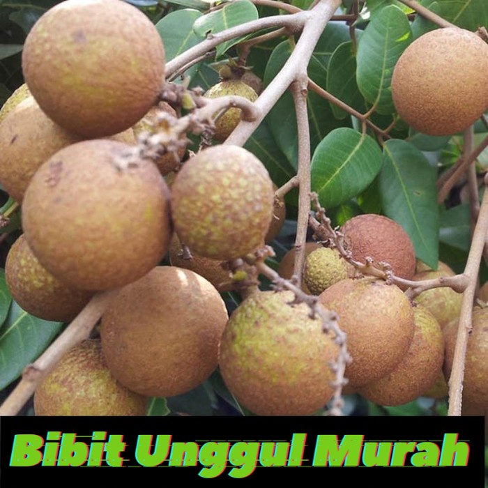 Bibit buah kelengkeng Pingpong