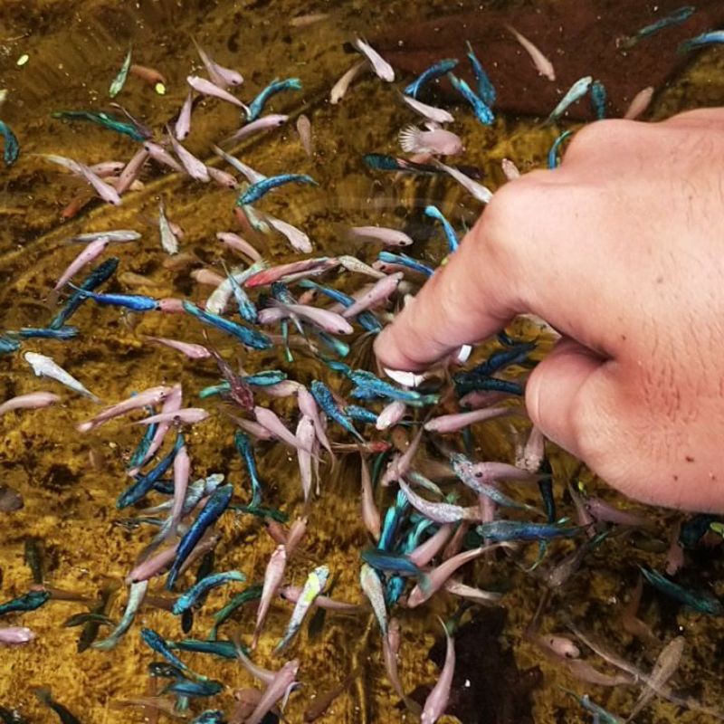 CUPANG YELLOW BASE, NEMO GALAXY MULTICOLOR, AVATAR, KOI BAHAN SIZE S TOP GRADE (MIN 5 EKOR)