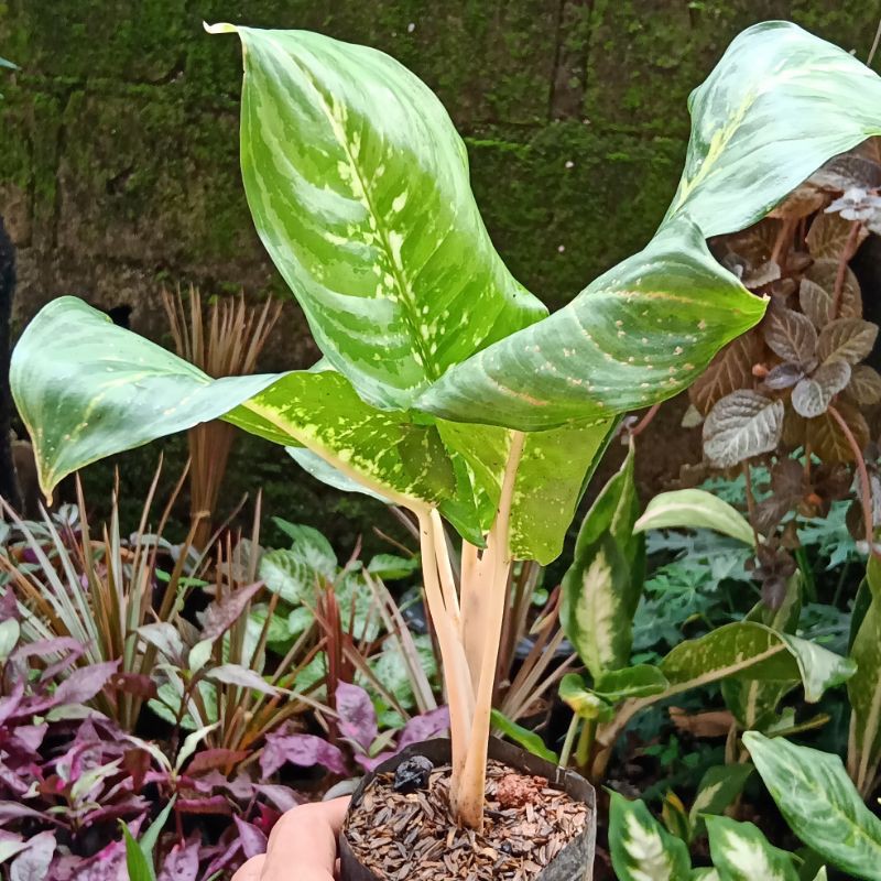 Tanaman Sri rejeki/Aglonema sri rejeki