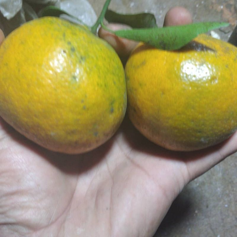 

Jeruk siam B