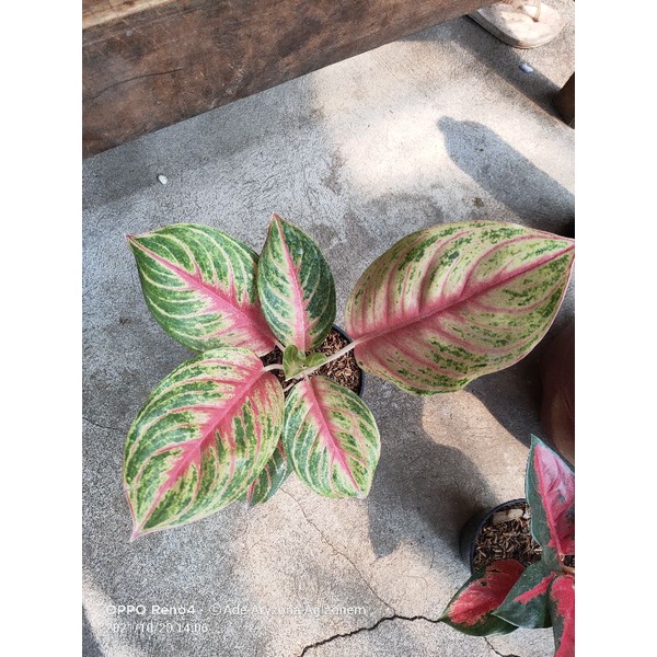 Aglo Andini (pesanan)