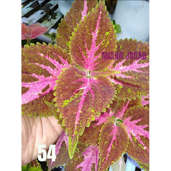 Miana Premium/id Batik Betawi/Promo