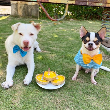 Panggangan Portable Serbaguna