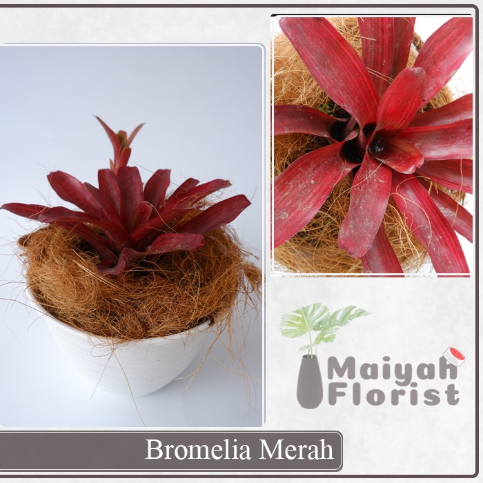 Bromelia Merah - Tanaman Hias