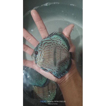 ikan discus 3 inch