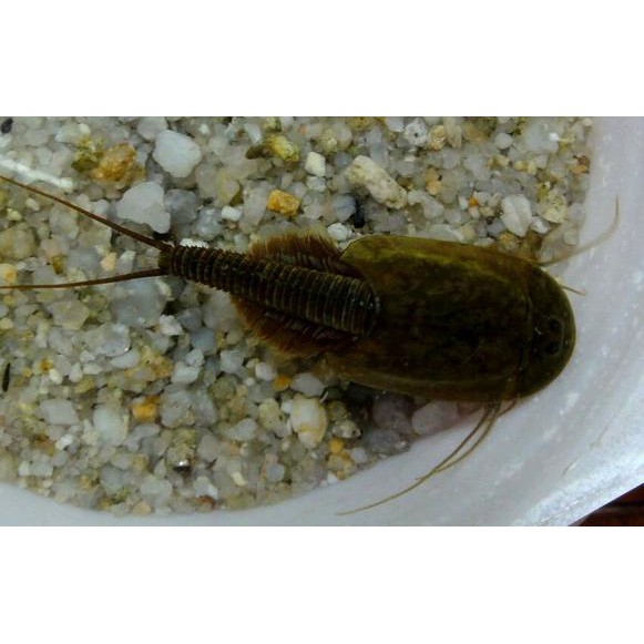 ♩ Instant Creature Triops granarius ❇