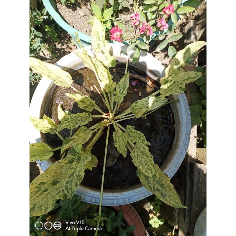 murah bibit melati air variegata mewah