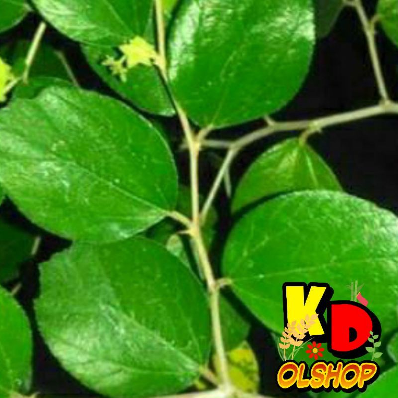 

Daun Bidara (Widaran) untuk obat / Ruqyah